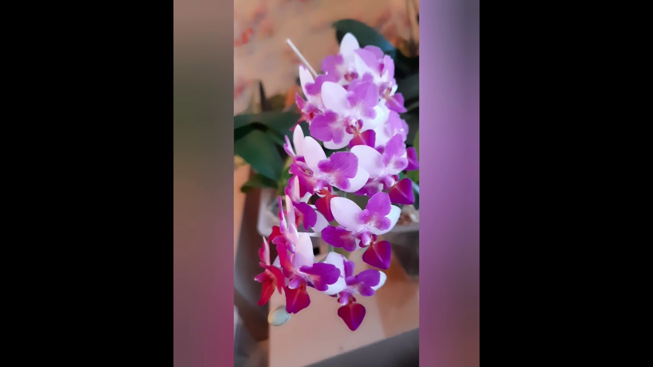 Фаленопсис Льюис Берри Тринити. Liu's Berry Trinity. Ароматная бабочка. Домашнее цветение.