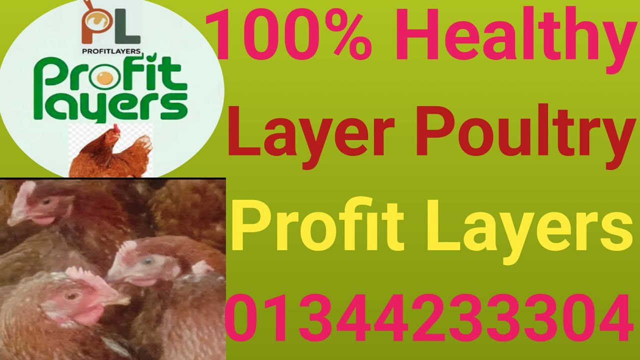 100% Healthy Poultry | Profit Layers | সুস্থ মুরগি মানেই নিশ্চিত লাভ
