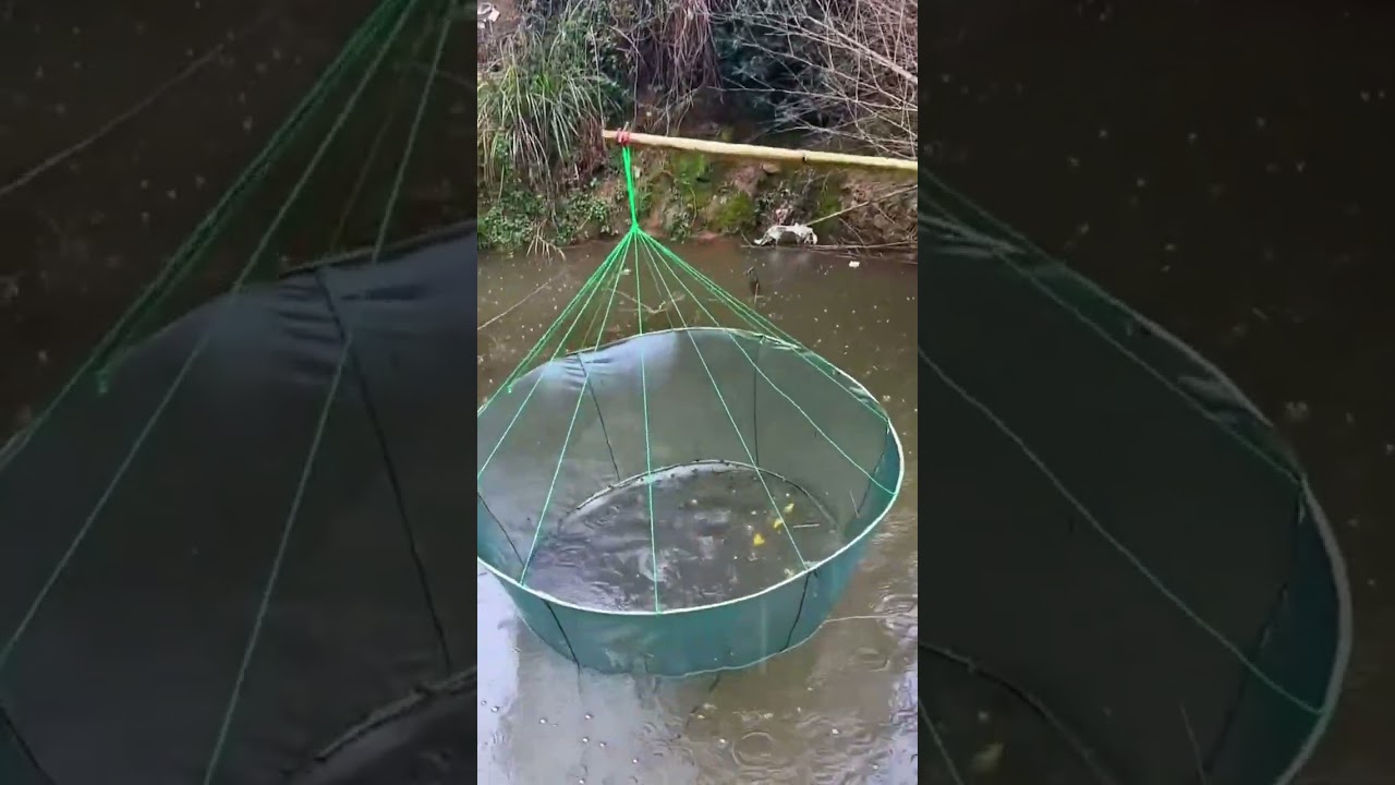 Crucian fish fry fishnet fishing process