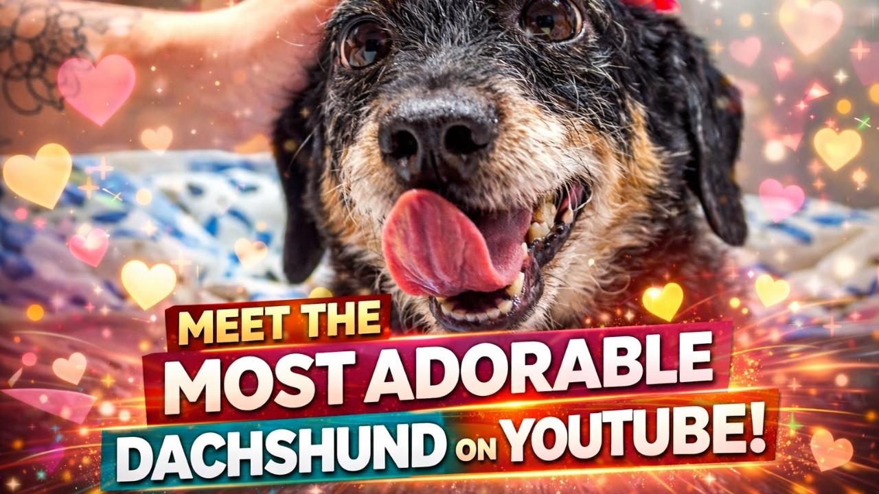 Meet the Most Adorable Dachshund on YouTube