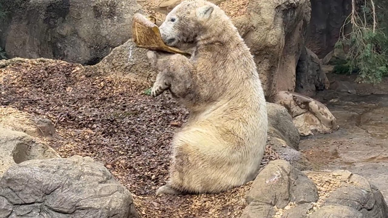 番外編 ママがお部屋に帰ったかと思い慌てるも…【番外編】【よこはま動物園ズーラシア】ホッキョクグマ