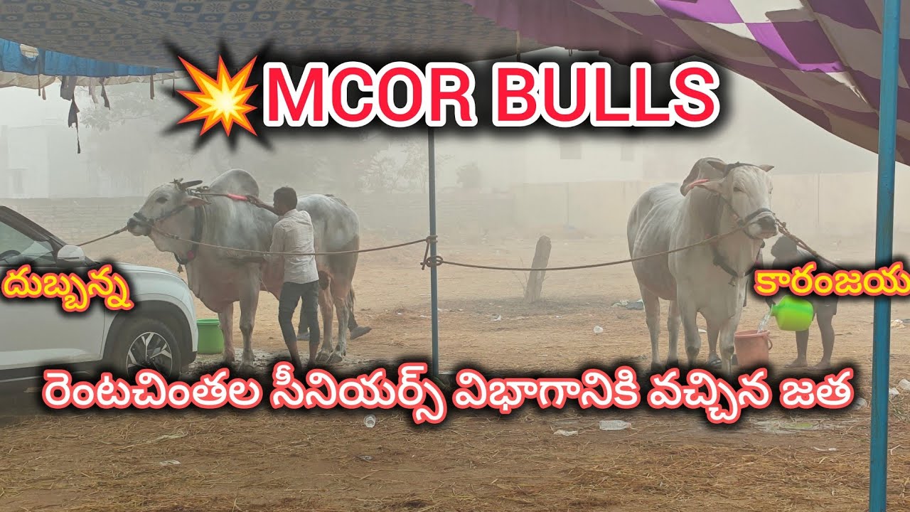 💥MCOR BULLS కారంజయ దుబ్బన్న గిత్తలు రెంటచింతల సీనియర్స్ విభాగానికి రావడం చేసిన 