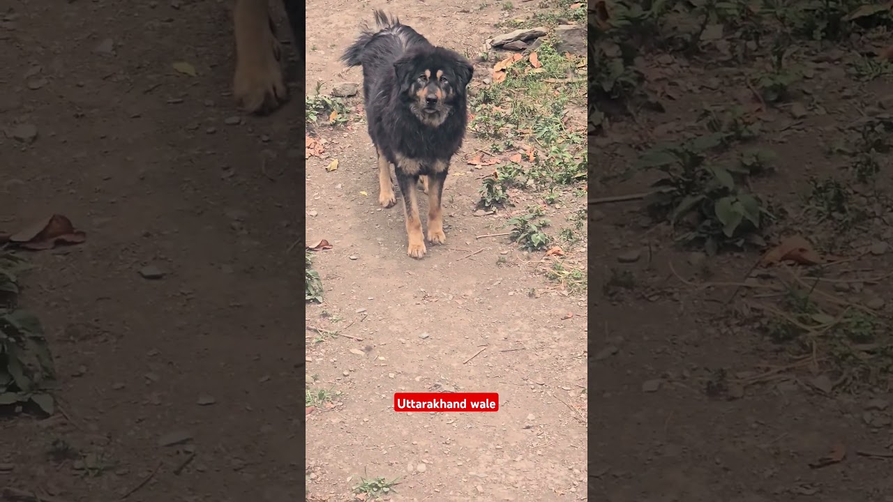 Himalayan sheedog best dog breed Uttarakhand Wale harish bhatt