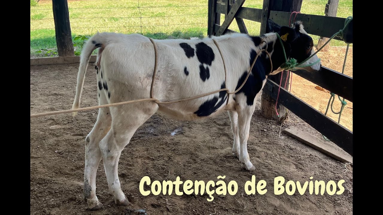 Contenção de Bovinos - Métodos de Derrubada