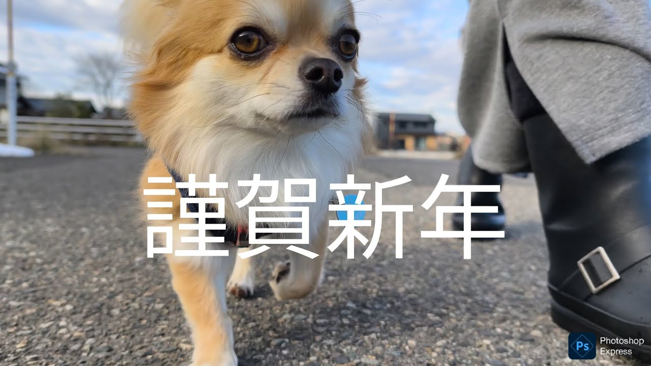 新年初散歩のチワワと飼い主