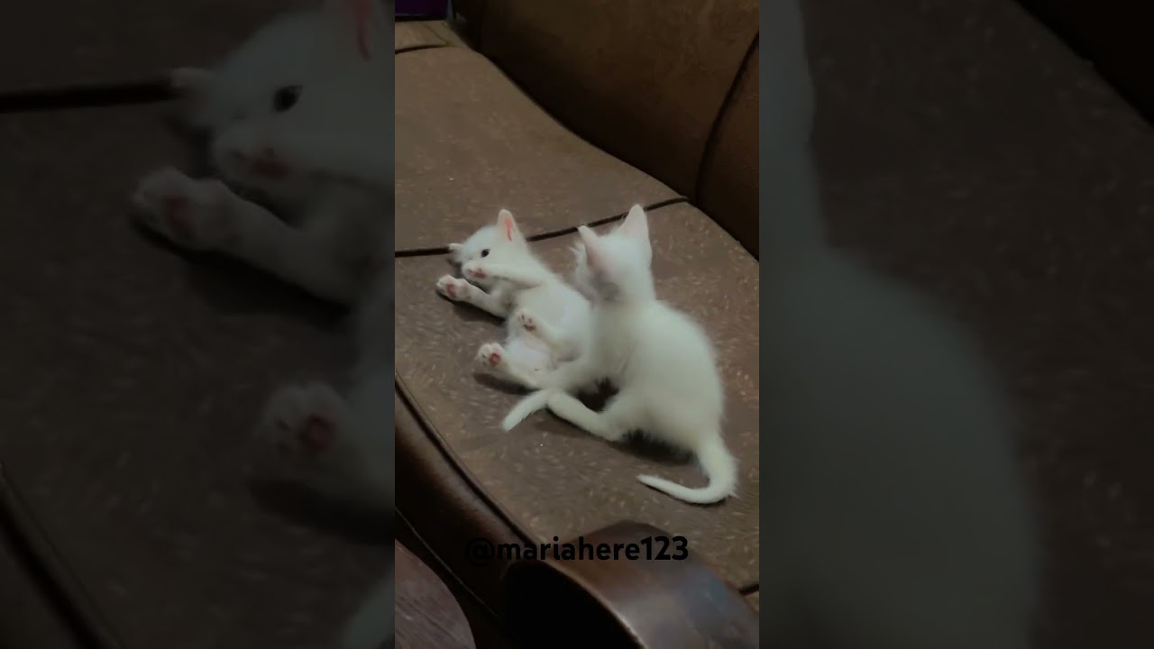#cutecatshorts #kittensofinstagram #kitten #kittenshorts #catlovers #catvideos #kittenslovers