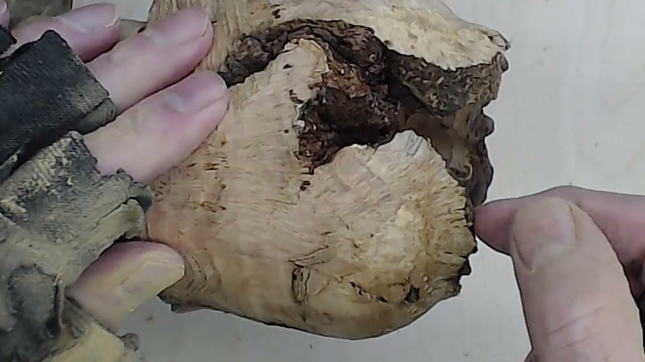 Natural edge hollow form turning. Educational and entertaining.  Hollow form with natural opening
