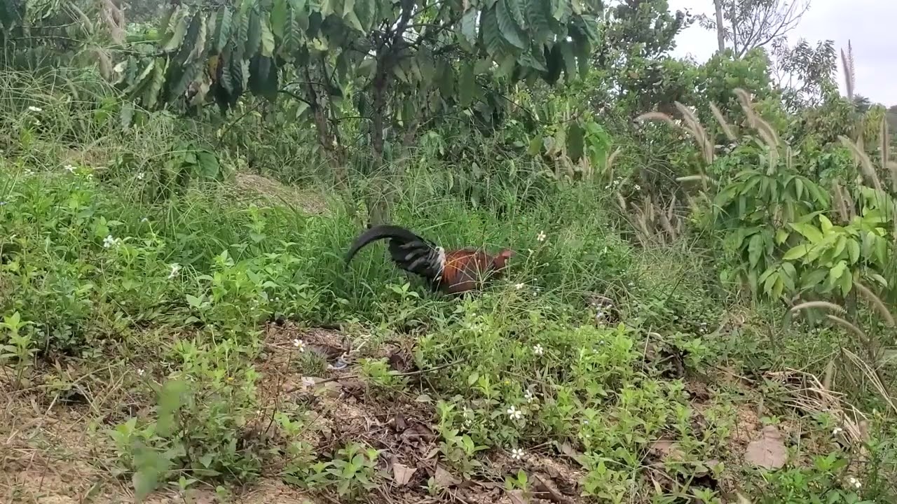 The bait for trapping wild chickens is so good, I'm hooked!.02/10/2026