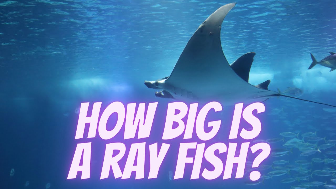 #Batoidea is a superorder of cartilaginous fishes||Where does ray fish live