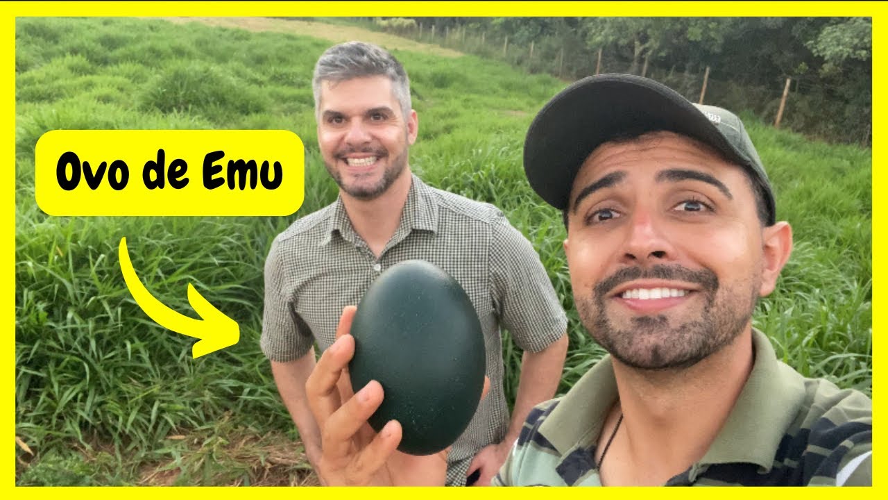 Ovos de Emu Australiano - Aprendendo como Procurar Ovos de Emu com @Quinta do Couto  |Gutejando