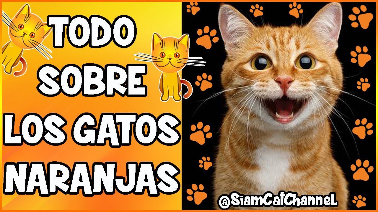 Todo Sobre Los Gatos Naranjas (Origen, Curiosidades y Más) - SiamCatChannel