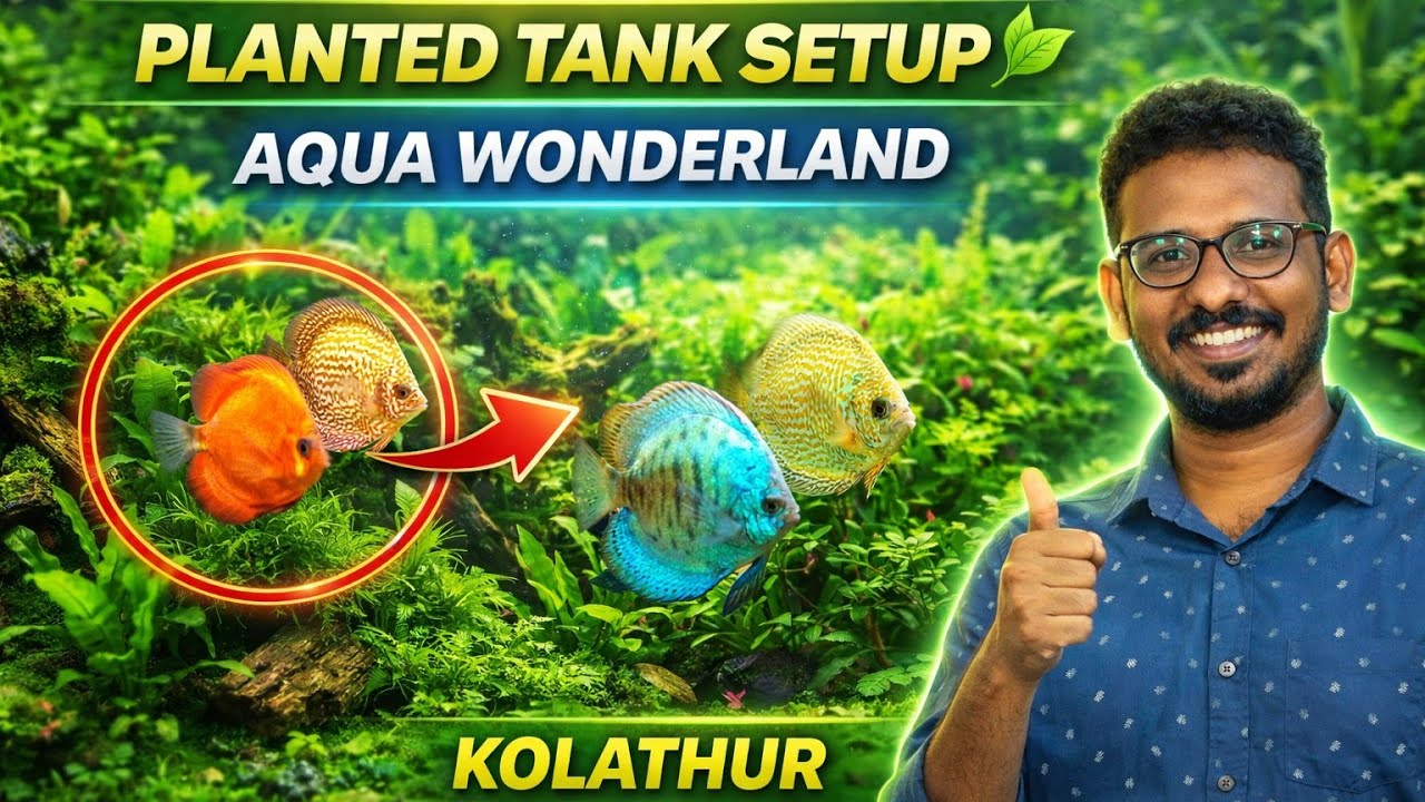 Полная комплектация аквариума с растениями | Всё в одном месте! Aqua Wonderland #kolathurfishfarm...