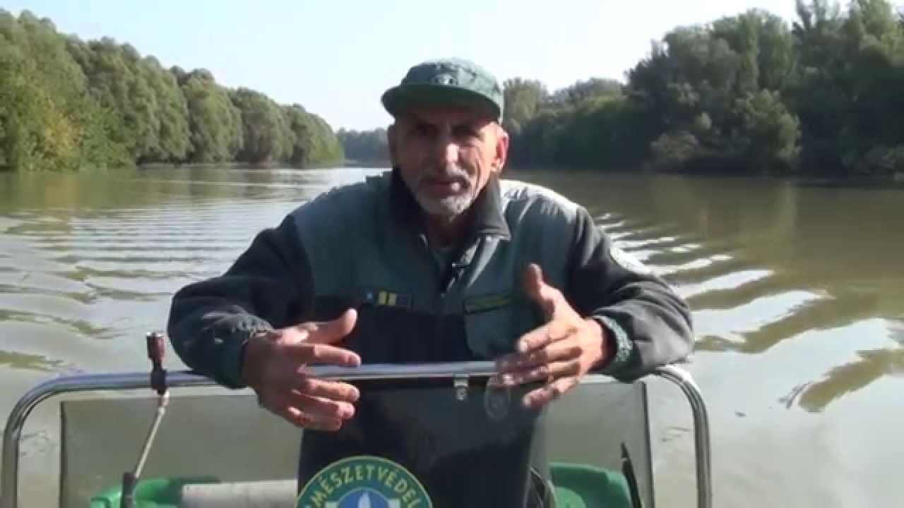 Jelenség és jelentés a Sárközből