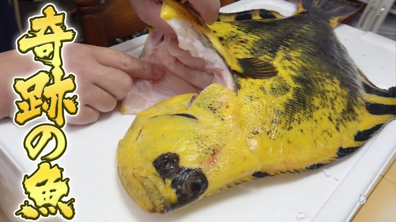【奇跡の魚】二度と食べられないマツカワガレイを捌いたら、味もド級の旨さでした！