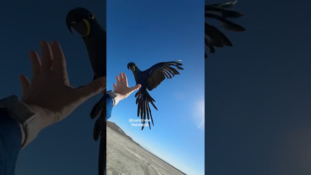 My MACAW PARROT LOVE choose “HIS Way” to LAND on the CAR instead ON ME and THAN THIS HAPPENS!