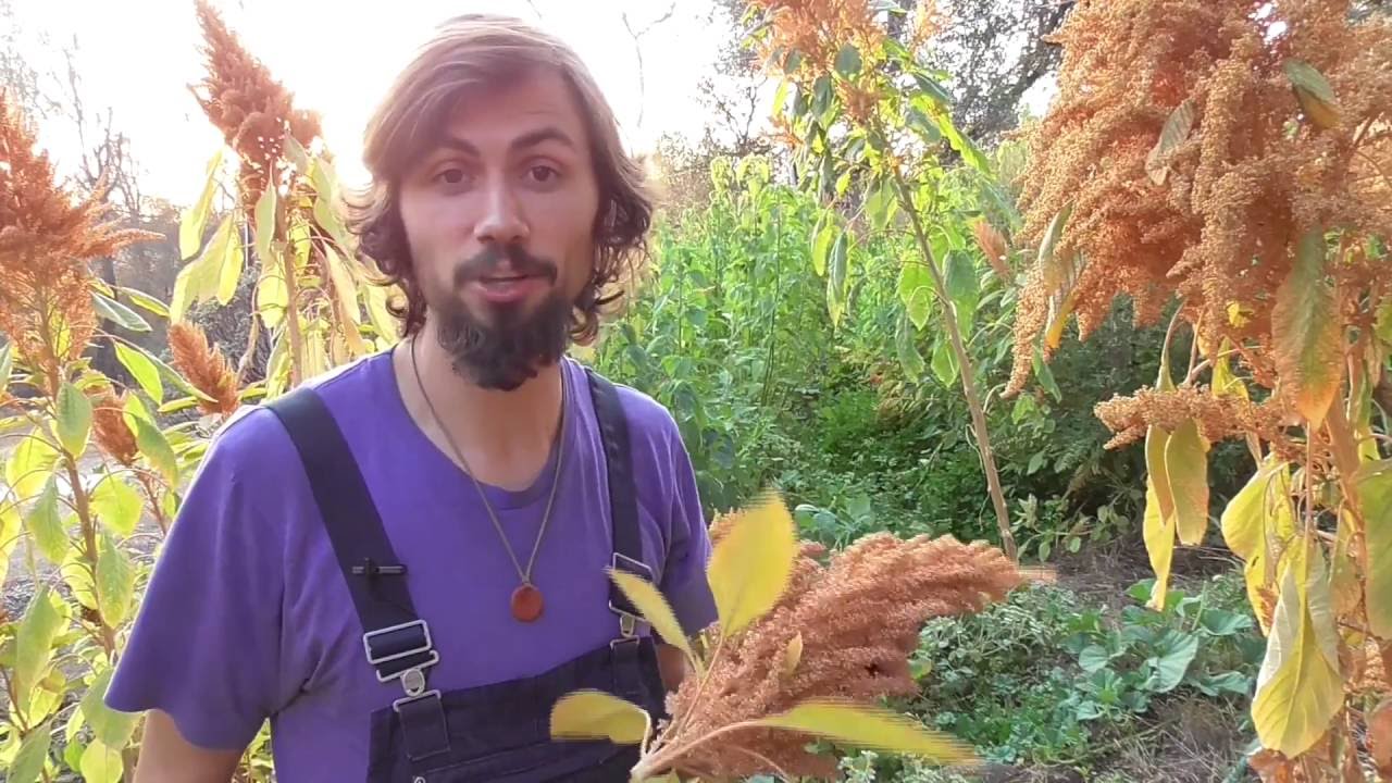 Growing the Mighty Orange Giant Amaranth - Over 10 feet Tall!! AMAZING HEIRLOOM!!