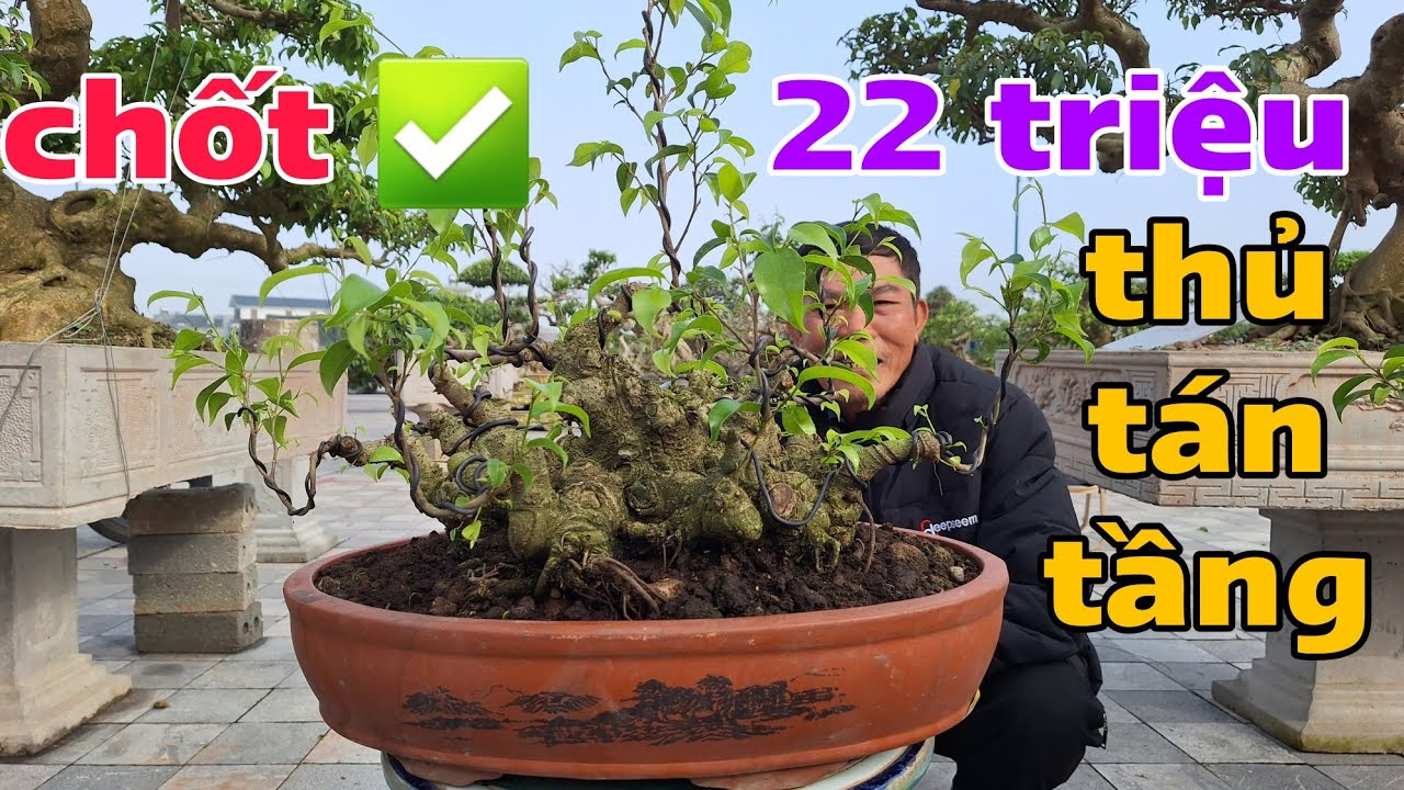 Chốt ✅ 22 triệu - cốt tán tầng nhiều đầu - triển lãm Đền Trần 2026