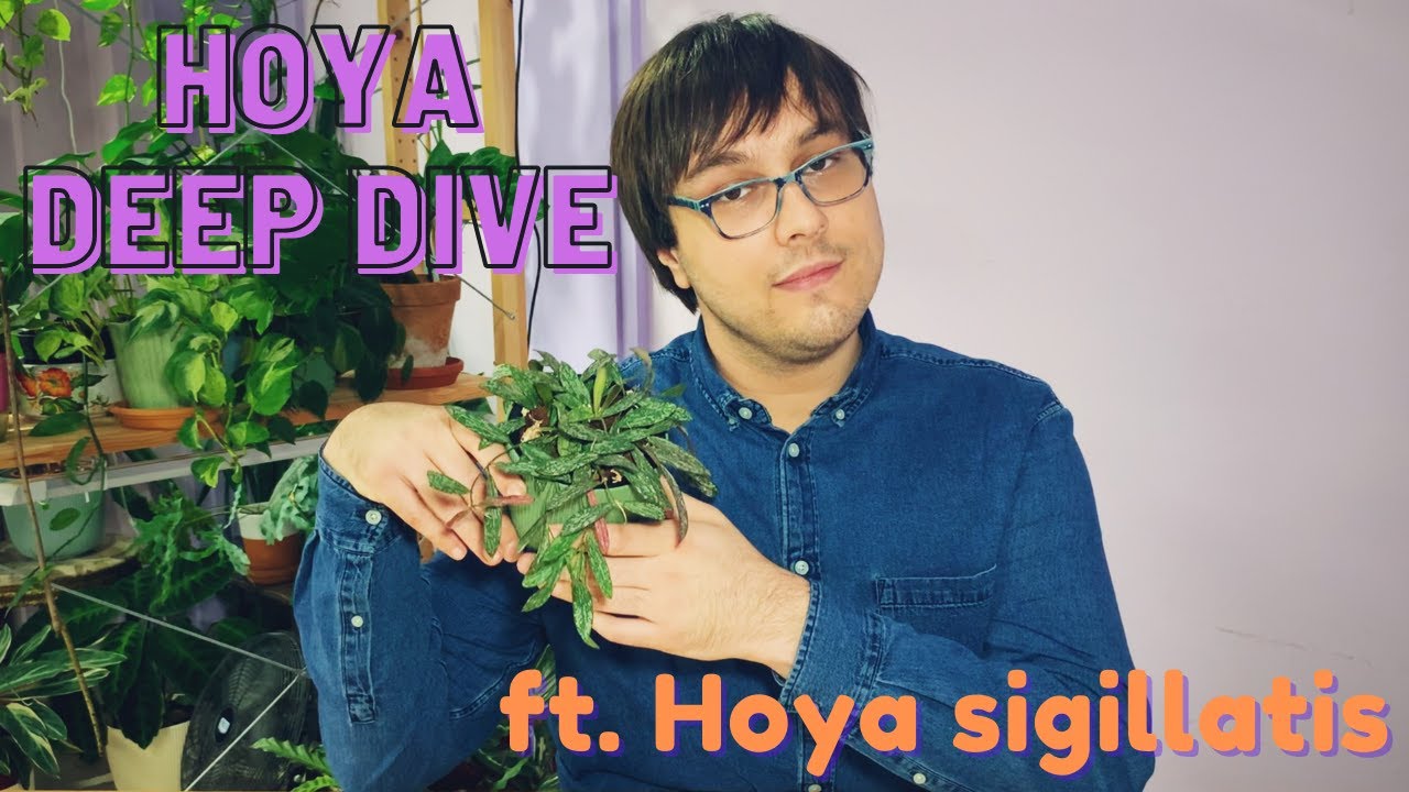 Hoya Spotlight | Hoya sigillatis 101: Origin, History and My Care