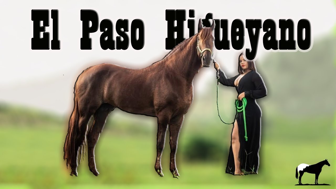 Una Obra De Arte De La Genética (Caballo De Paso Higueyano)🐴-Del Cerro Soy