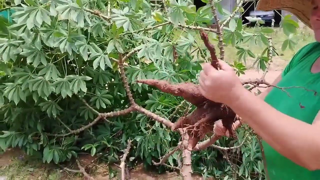 Meus pais arrancando um pé de mandioca que nasceu por acaso aqui no quintal