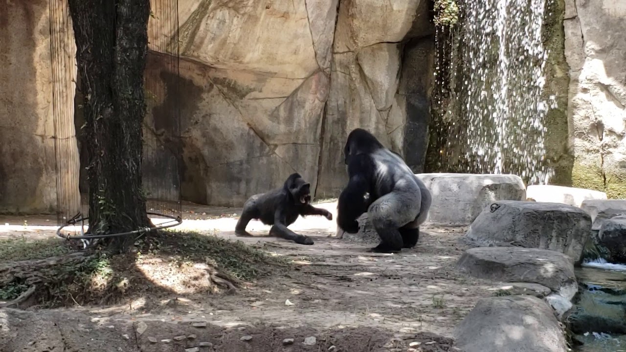 Silverback gorilla at Ft Worth zoo gets angry