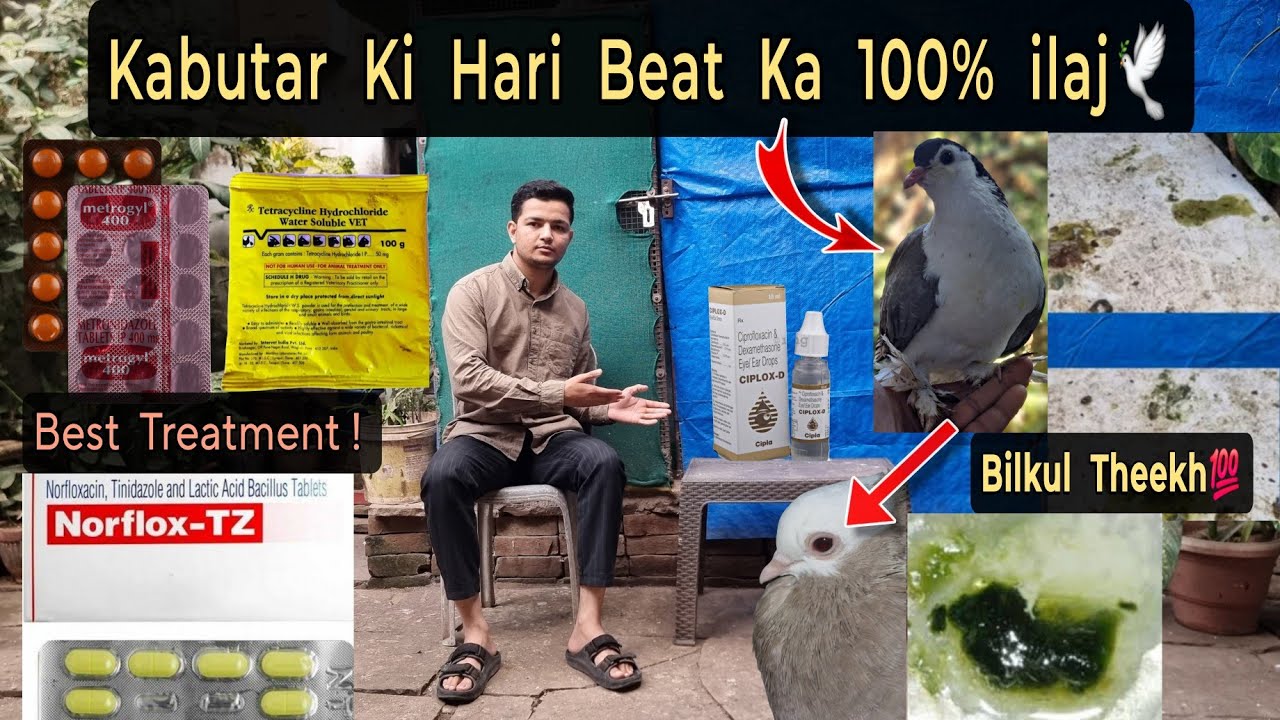 KABOOTAR KI HARI BEAT ΚΑ 100%🕊 ILAJ (कबूतर की हरी पतली पानी वाली बीट का इलाज)