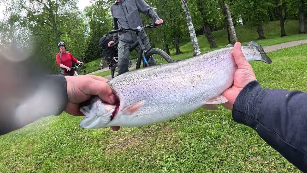A big trout bit