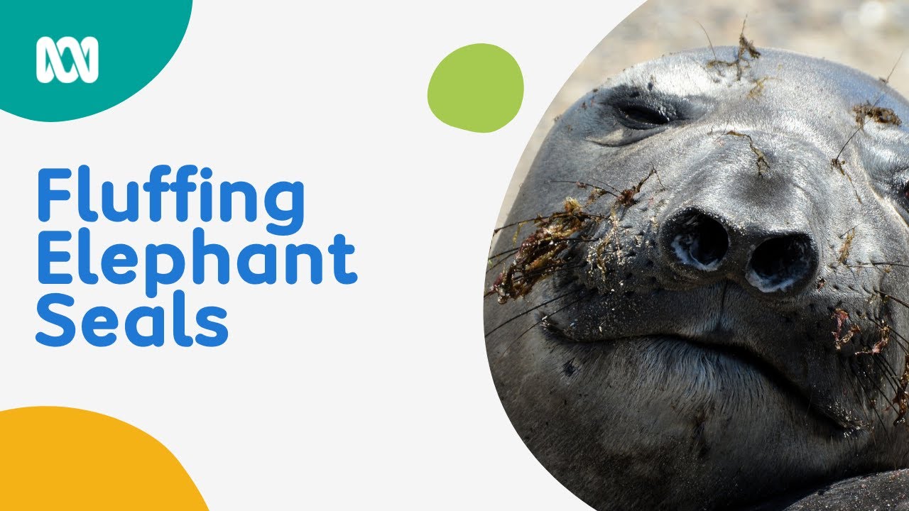 Fluffing Elephant Seals | Noisy By Nature Podcast | ABC Kids