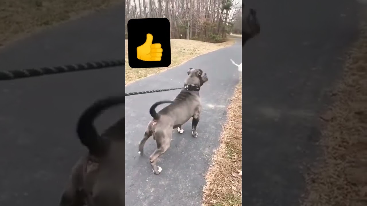 Pitbull vs Dogo Argentino 💪best fight glow up 