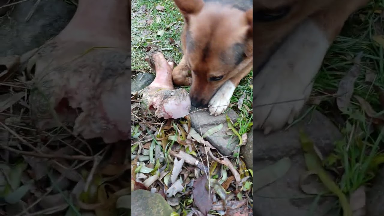 A dog protects its bone.