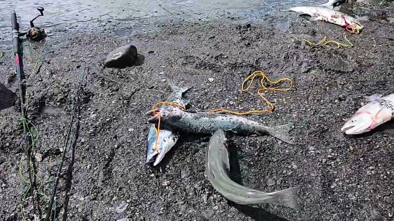 Snagging for Red Salmon in Seward Alaska #alaska #fishing #salmonfishing