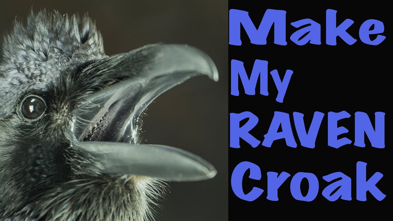 Raven the largest of the Corvids, casted head... Art of Taxidermy.