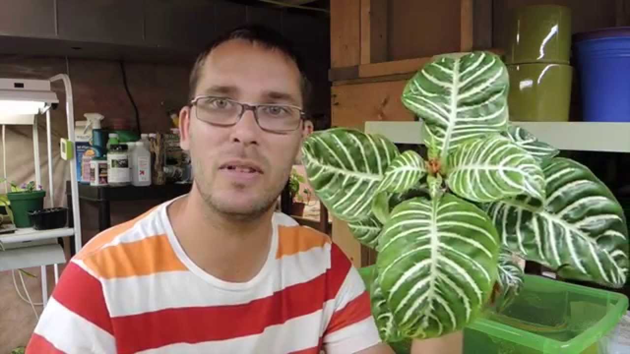 Let's grow a Zebra Plant! - Aphelandra squarrosa
