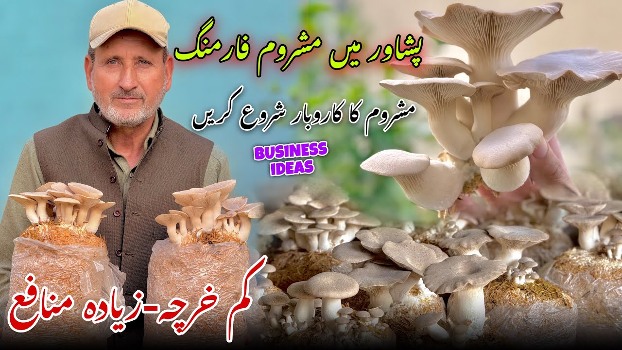 King Oyster Mushroom in Peshawar | Mushroom Profitable Farming | Ali Hazrat Bacha