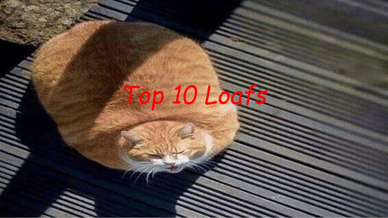 Top 10 Loaf Cats