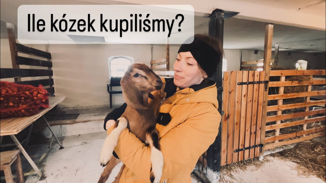 Mamy KOZY! Zagroda KoZy i SpÓłKa! Ile kózek kupiliśmy⁉️Pierwsze dni z KOZAMI! Pierwsze dni na wsi!