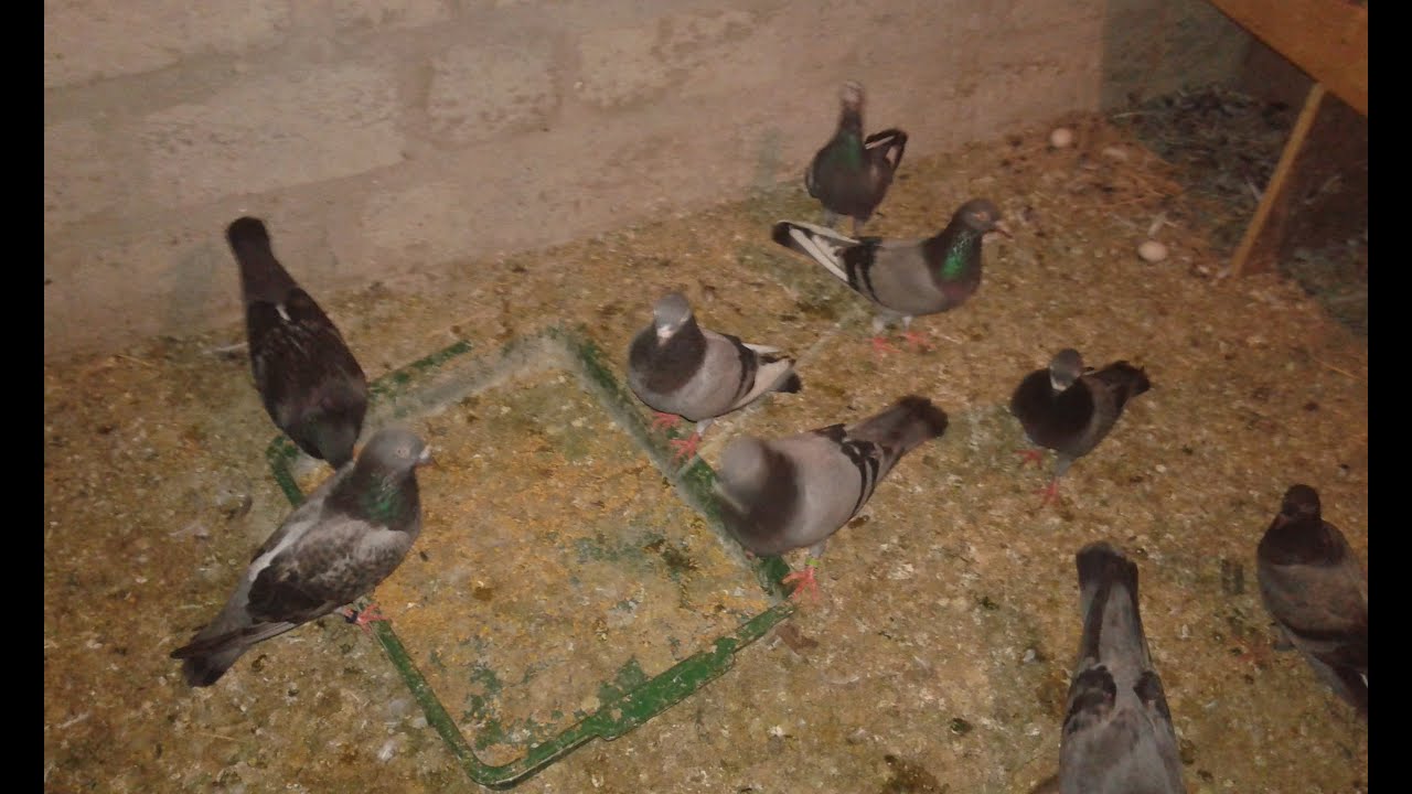 pakistan Pigeon Sri Lankan Pigeon Review සියලුම පාකිස්තාන් වංස එකම තැනකින්