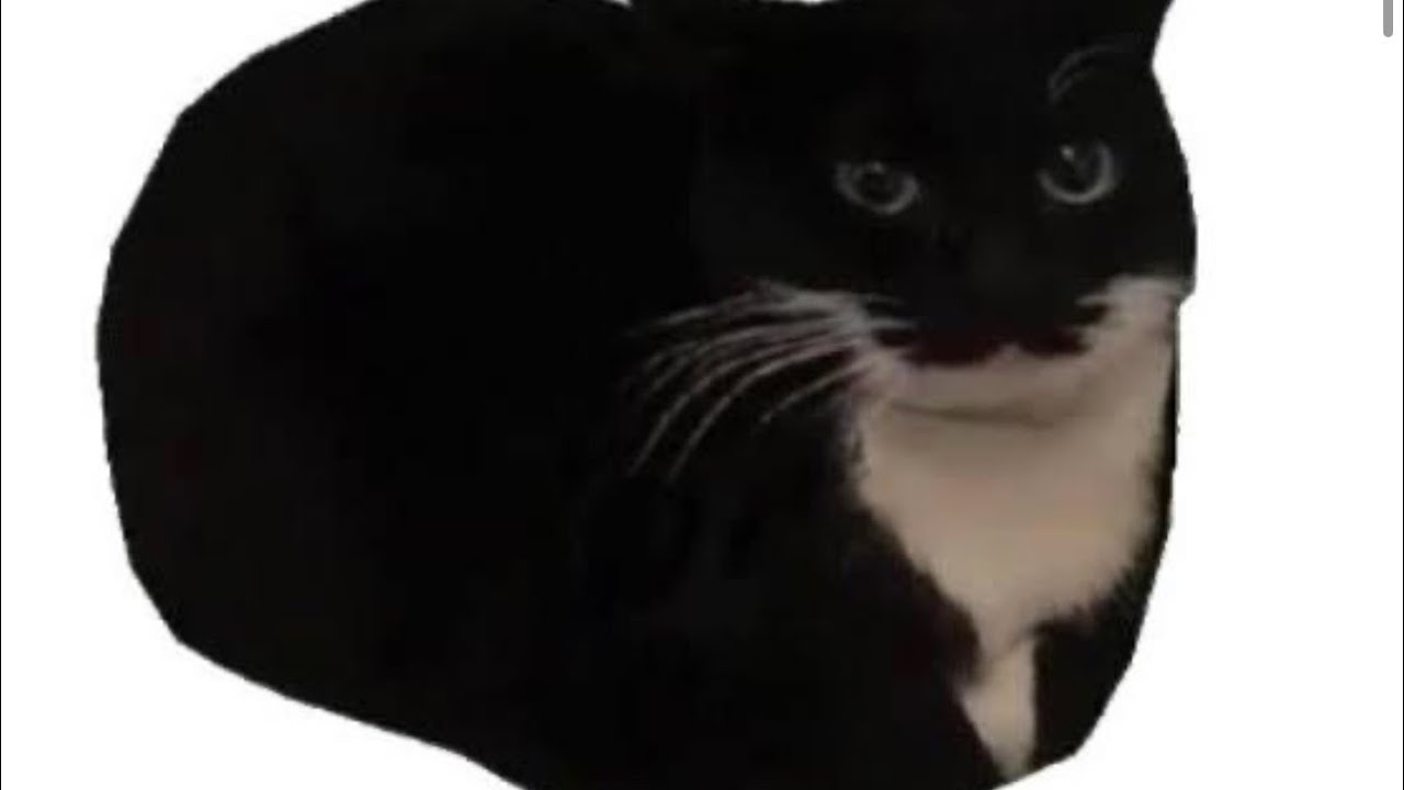 MAXWELL THE CAT IS REAL