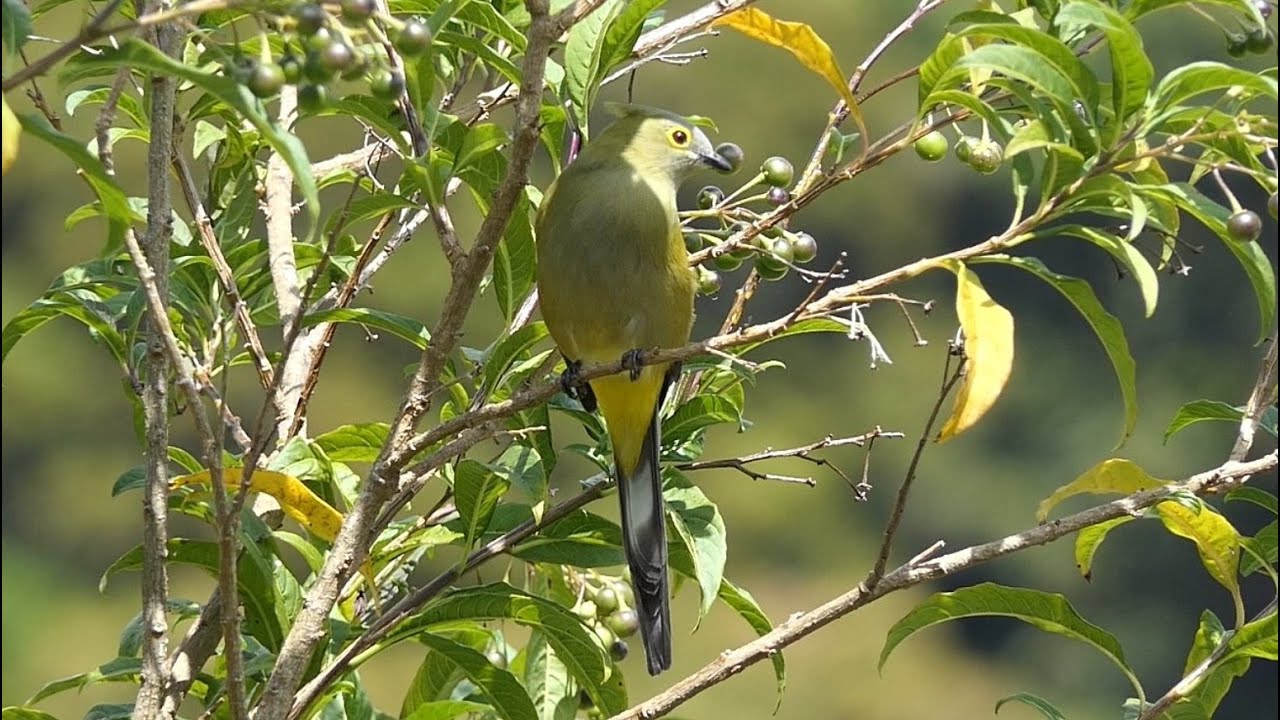 Long-tailed Silky-flycatcher in Costa Rica