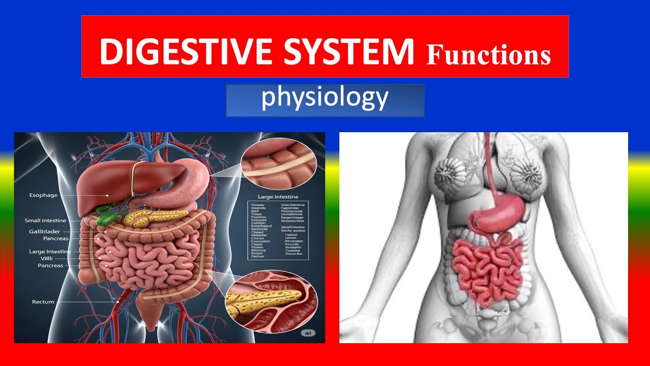 DIGESTIVE SYSTEM -  Organs Functions - Application and implications  to nursing  - physiology