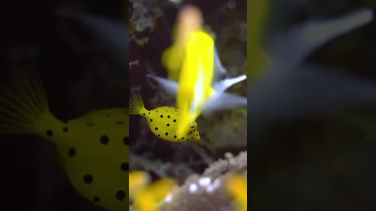 cute boxfish 🐠