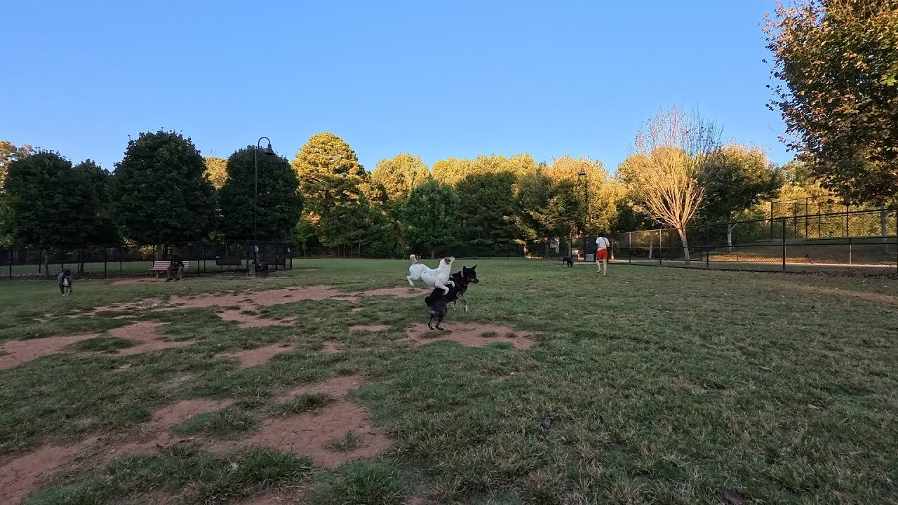 Пятничные вечерние бои на Dog Park TV: несколько реагирующих собак держали нас в напряжении и сле...