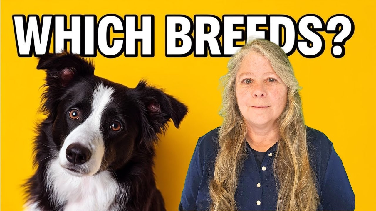 🐩Best Dogs for Mental Health Service Dogs You Never Knew About! (My choices) Pros & Cons 🐕‍🦺