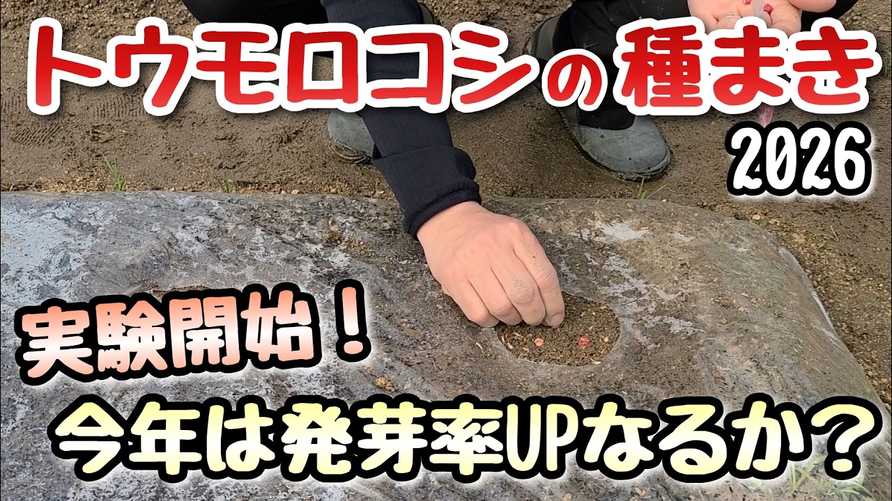 【トウモロコシ】発芽率UPの実験開始～覆土の上に籾殻くん炭～