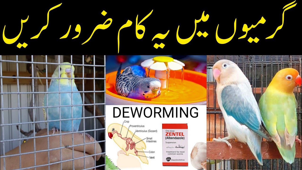 Summer important step birds deworming must watch