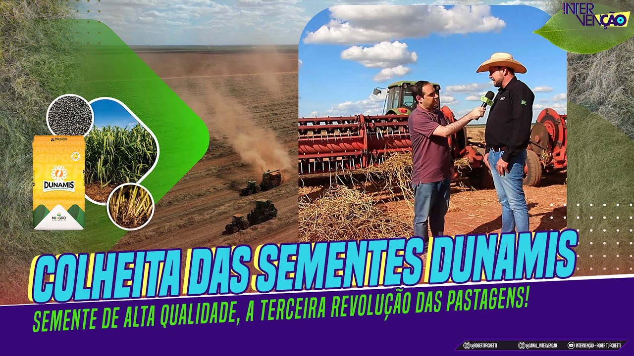 IN AGRO: COLHEITA DAS SEMENTES DUNAMIS I 212 #dunamis #brachiarias #sementes