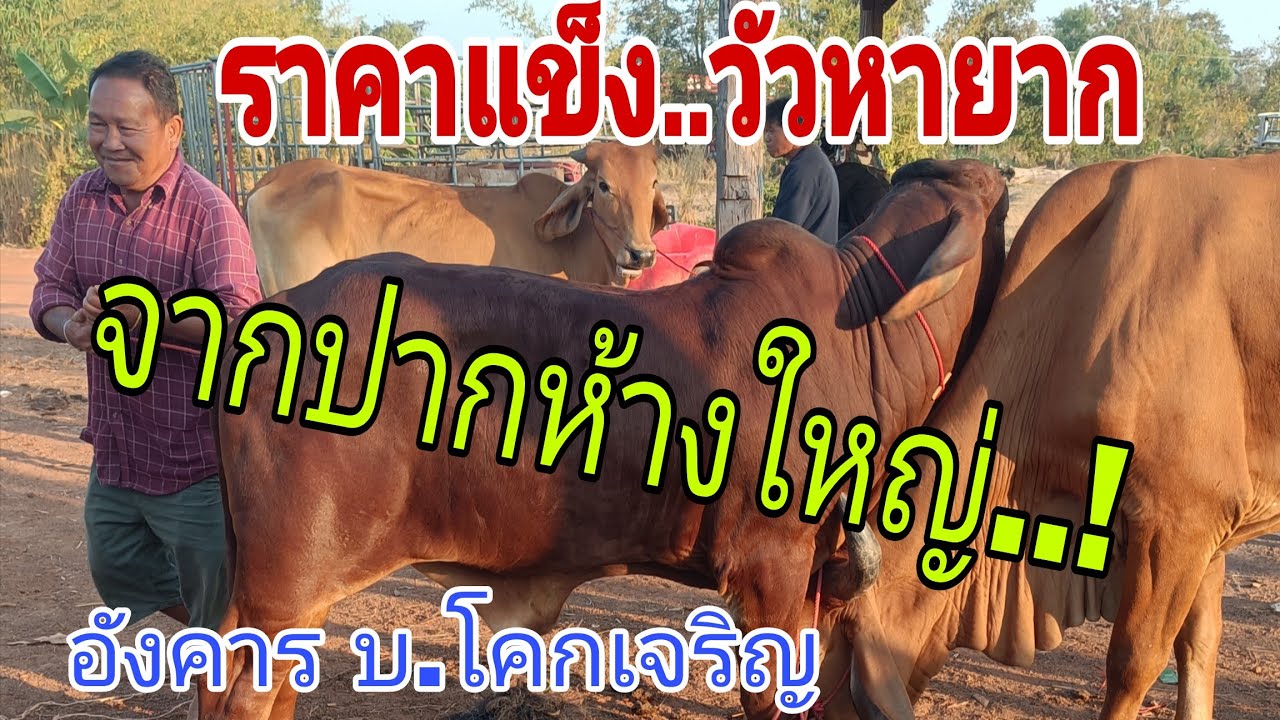 ห้างใหญ่โอด..ราคาแข็งวัวเรื่มหายาก ราคาวัว อังคาร 17 ก.พ.69 สนามบ้านโคกเจริญ