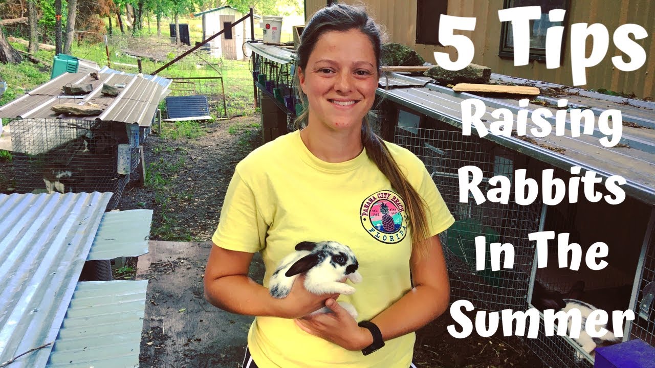 5 Easy Ways To Keep Your Rabbits Cool In The Summer Heat!