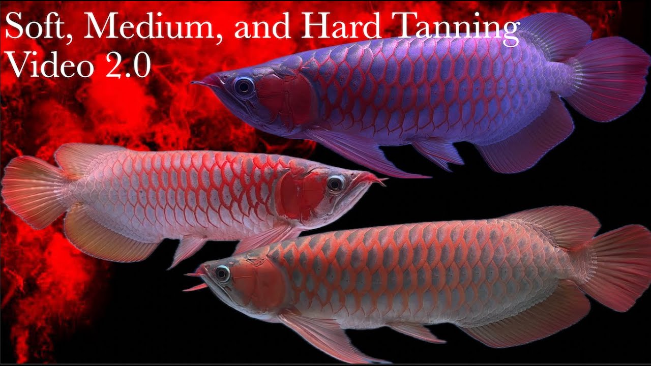 Soft, Medium, and Hard Tanning Video 2.0
