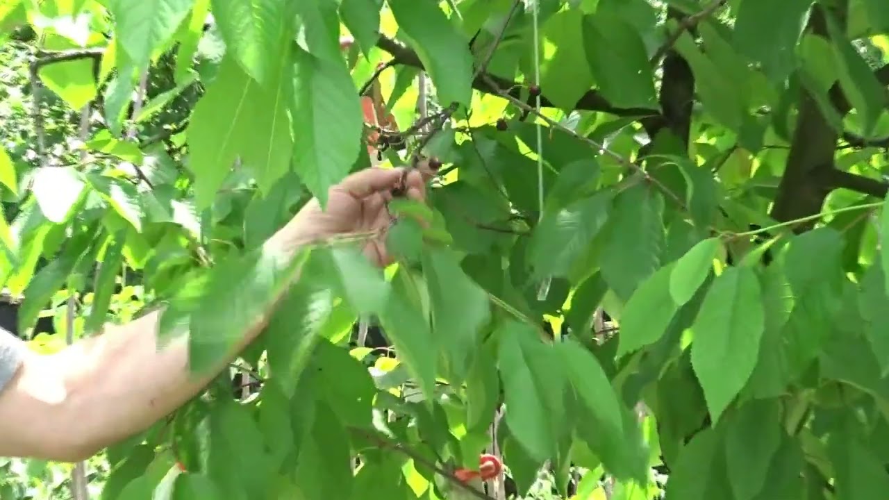Dacă ai un cireș, nu fă această greșeală!
